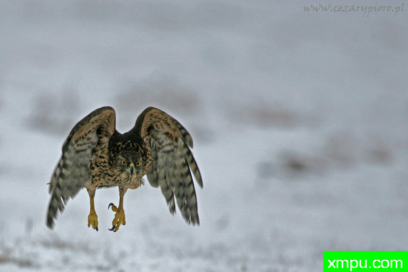 苍鹰（阿克西辟gentilis）---著名摄影师：Cezar摄影