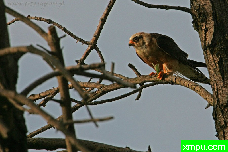 Kobczyk（法尔科vespertinus）---著名摄影师：Cezar摄影