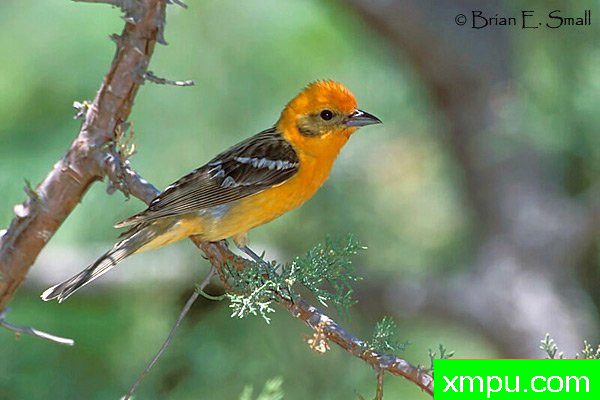 彩色火焰，Tanager[Piranga牛膝] --摄影师：布赖恩E.小 摄影[美