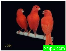 金丝雀2011---流行的色彩[打开音箱-配曲自动播放]