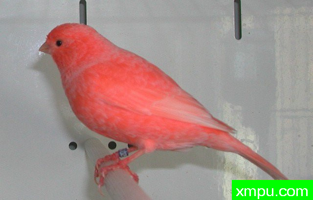 金丝雀--粉红霜金丝鸟--摄影师：阿斯奎尼摄影[法国]