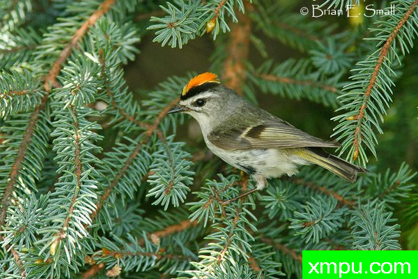 金加冕群力[轩辕satrapa ]01--摄影师：布赖恩E.小 摄影[美国].jp