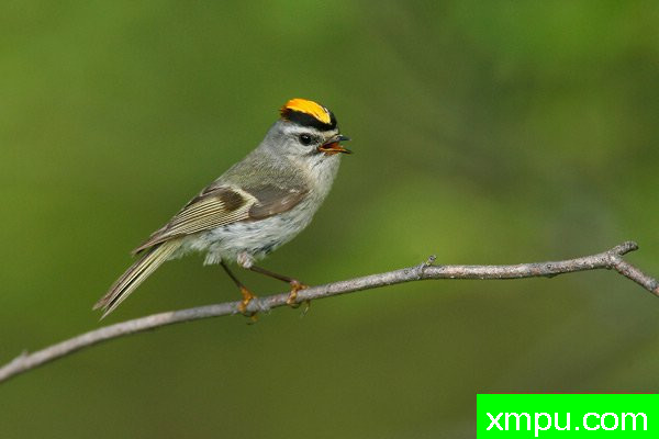 金加冕群力[轩辕satrapa ]01--摄影师：布赖恩E.小 摄影[美国].jp