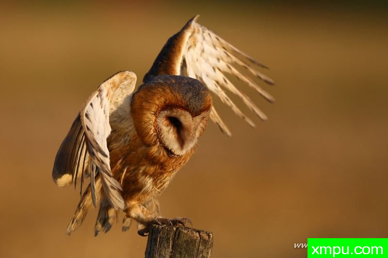 巴恩奥尔[Tyto]---著名摄影师：Cezar摄影