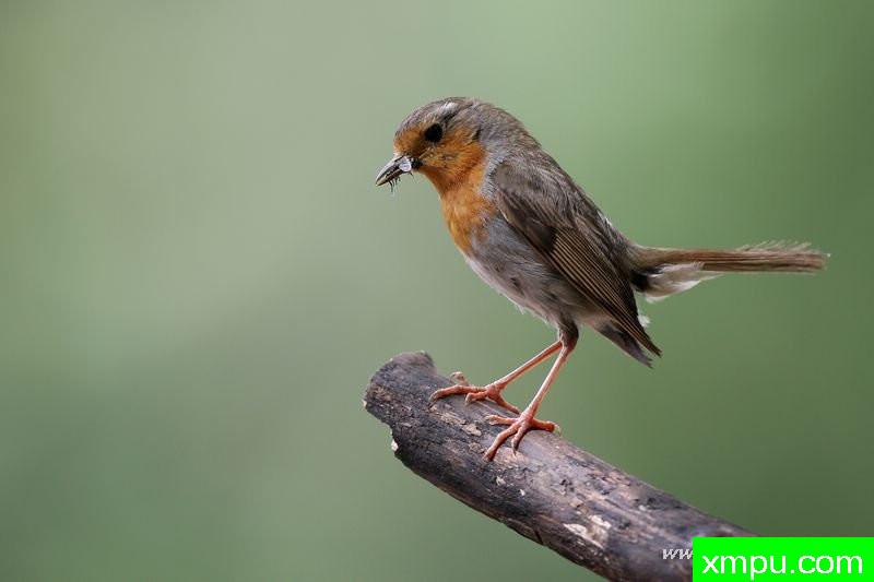 罗宾---著名摄影师：Cezar摄影