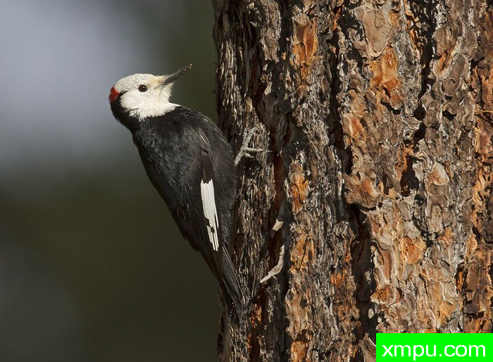 白为首的啄木鸟Picoides albolarvatus [美国]--摄影师：罗伯特Ro