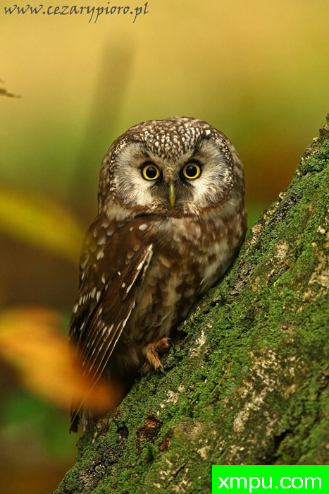 Tengmalm---著名摄影师：Cezar摄影