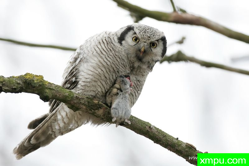 北鹰鸮（Surnia ---著名摄影师：Cezar摄影