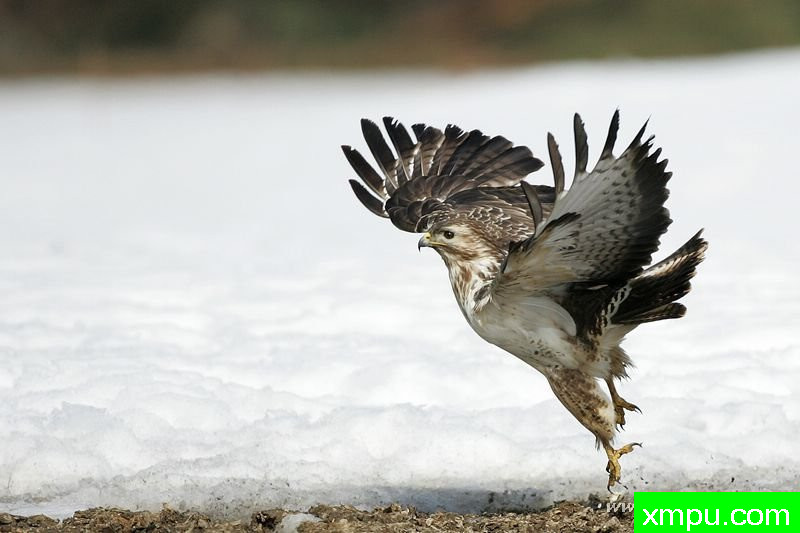 鹫（巴特奥巴特奥）---著名摄影师：Cezar摄影
