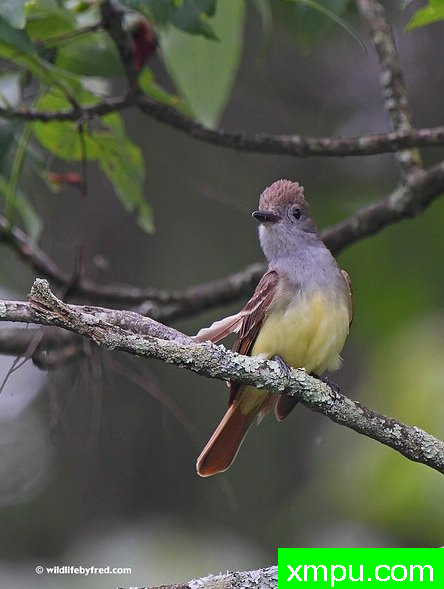 捕蝇器03--摄影师：弗雷德汤普森摄影