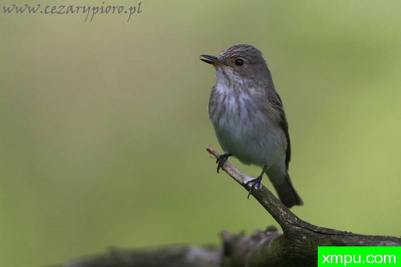 斑姬鹟---著名摄影师：Cezar摄影