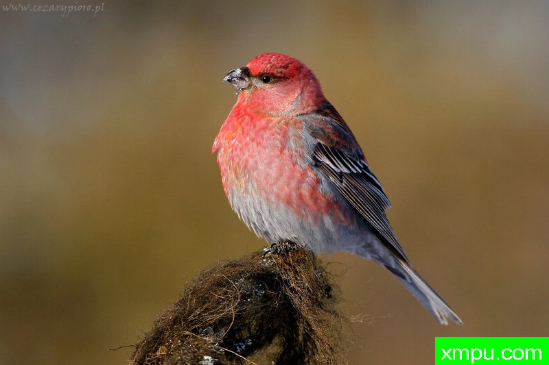 穿山甲（pinicola ---著名摄影师：Cezar摄影