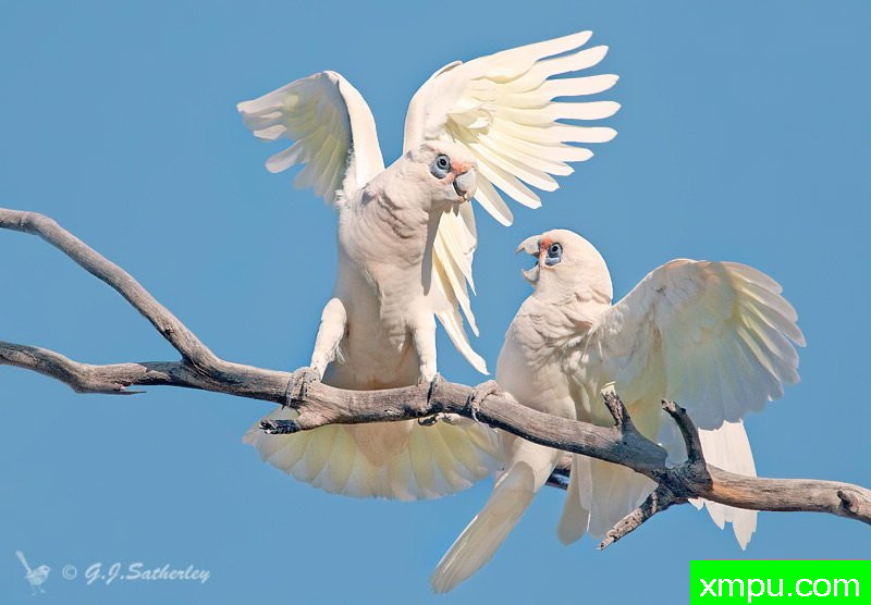 科雷拉 鹦鹉--著名荒野摄影师：杰拉德摄影