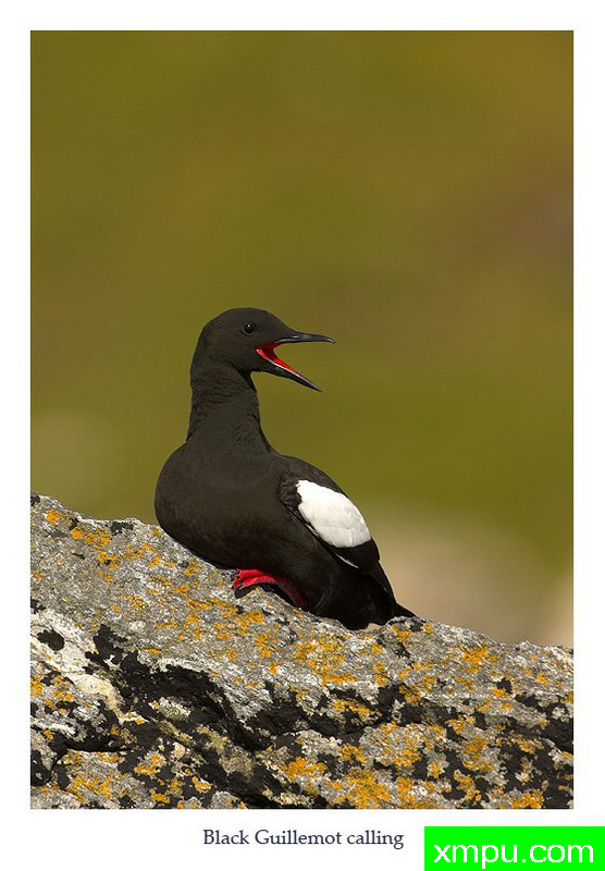 鸠海 ---摄影师： 丹尼绿色摄影