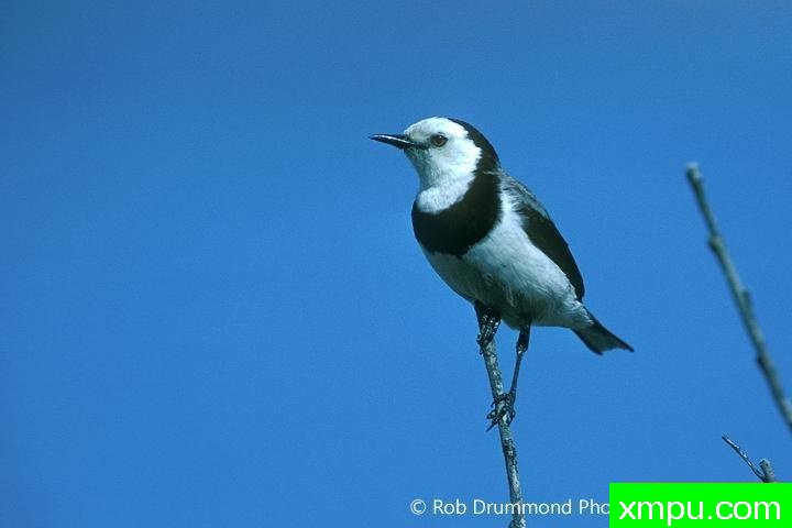 白额聊天鸟1--著名荒野摄影师：罗布德拉蒙德摄影