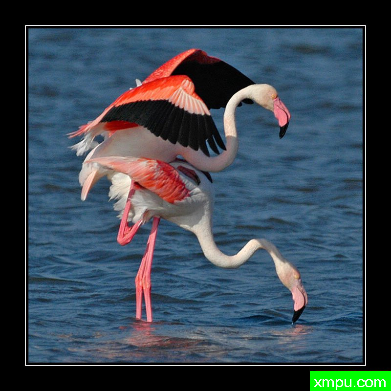 耦合[撒丁岛] ---摄影师： Giangiorgio Crisponi摄影