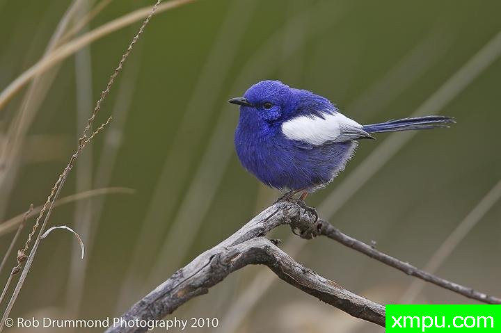 白翅蓝雀01---著名荒野摄影师：奥弗利维摄影