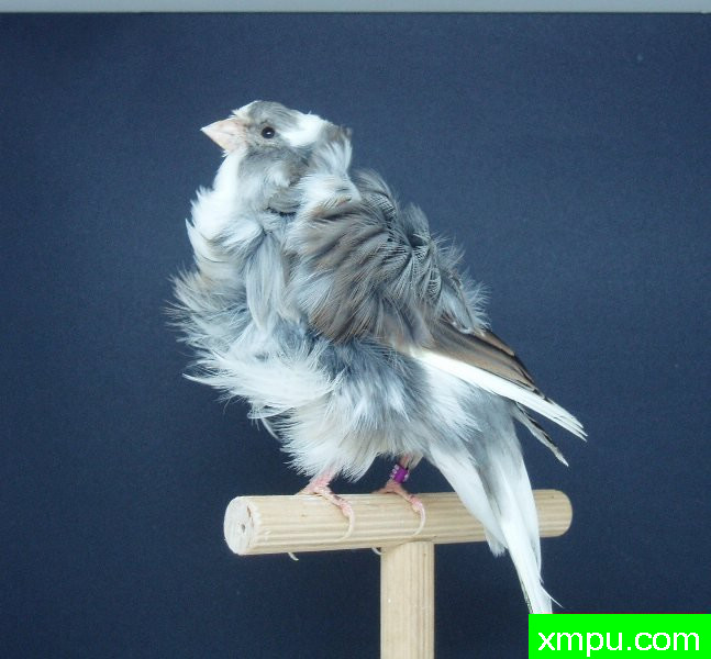 金丝雀--灰卷毛翻花---[西班牙]