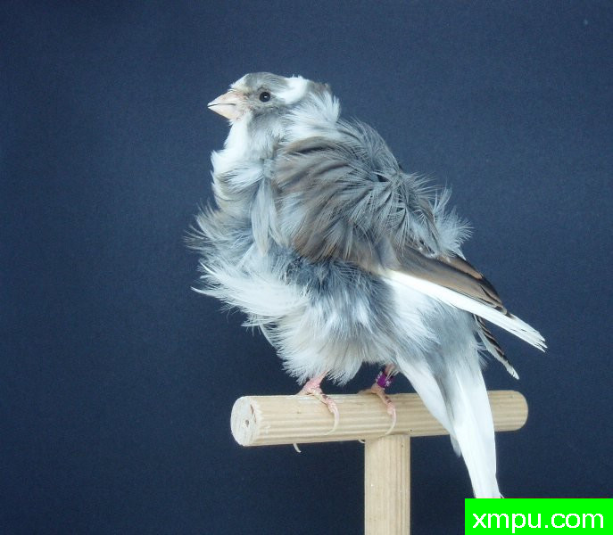 金丝雀--灰卷毛翻花---[西班牙]