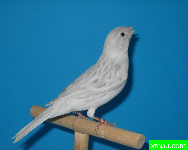 金丝雀-浅蛇纹玛瑙玉鸟---著名摄影师：mapassion593112摄影