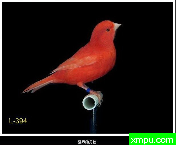 金丝雀-- 西班牙冠军鸟深红色奥斯