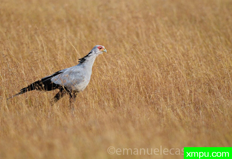 Serpentario---著名摄影师：李玛诺卡斯特罗诺沃摄影