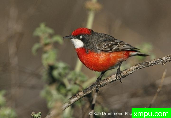 灿烂的深红聊天鸟---著名荒野摄影师：罗布德拉蒙德摄影