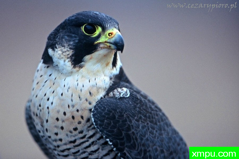 游隼（隼peregrinus）--著名摄影师：Cezar摄影