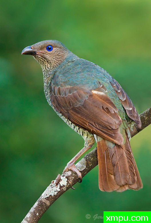 丁鲍尔伯德 ---著名荒野摄影师：杰拉德摄影