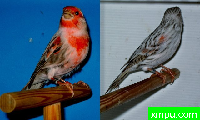 金丝雀--红胭脂玛瑙--摄影师：德卡纳里斯摄影[法国].