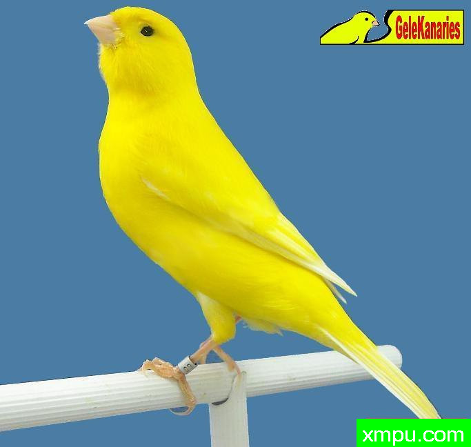 金丝雀--黄希梅尔玉鸟--摄影培育师：gelekanaries摄影[法国]