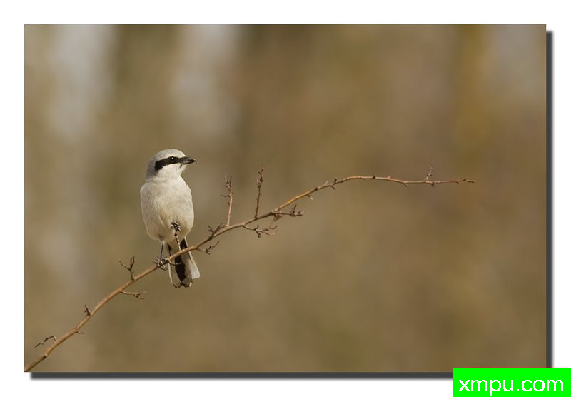 伯劳--著名自然摄影师：菲利普Mineur [法国]