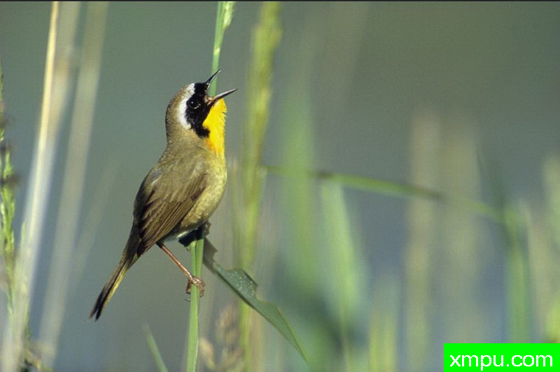 朝天吼--著名自然摄影师：肯阿彻摄影