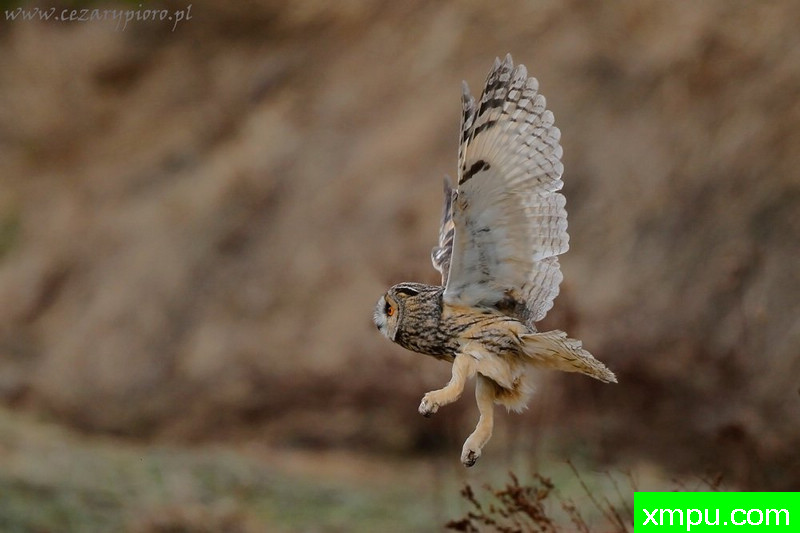 Uszatek（长耳鸮）---著名摄影师：Cezar摄影