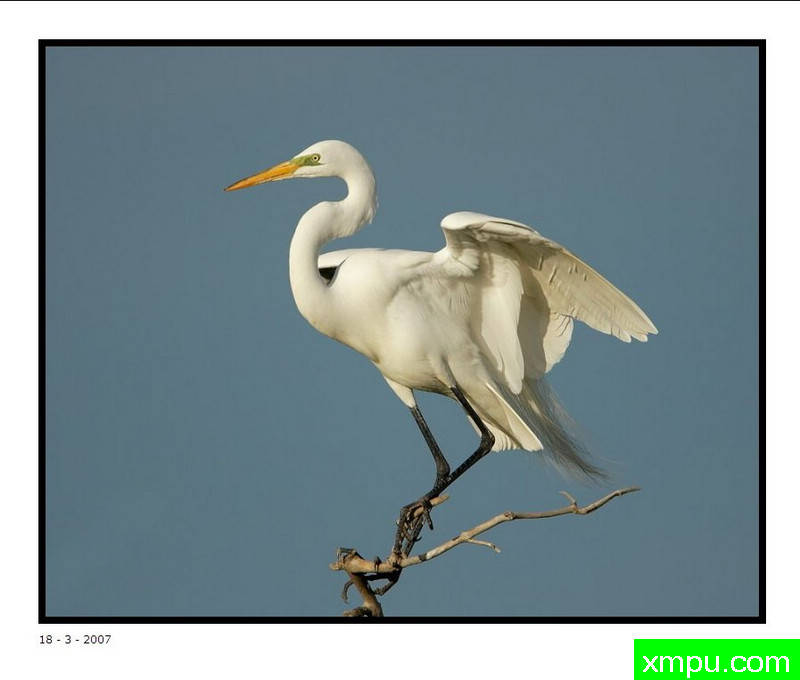 大白鹭的照片 - 大卫肖万张照片pbase