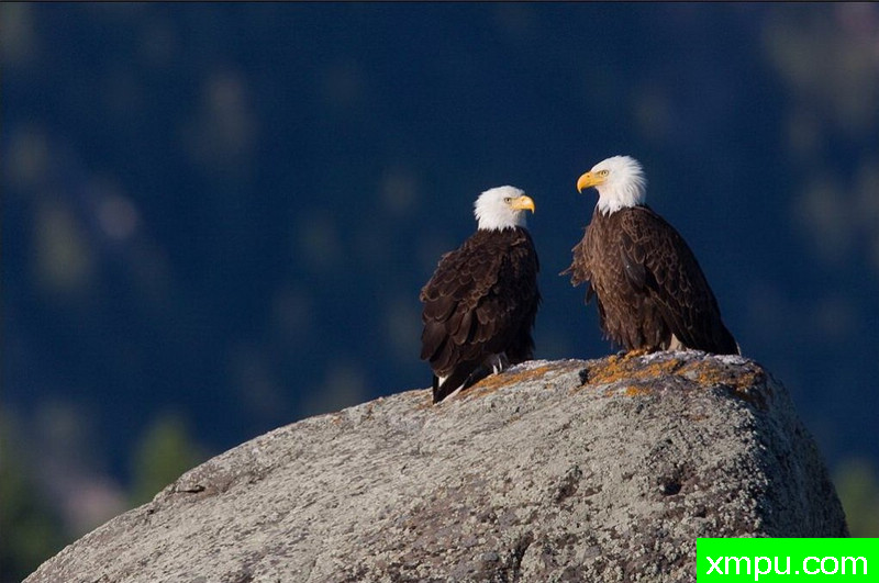 白头雕夫妇--著名自然摄影师：肯阿彻摄影