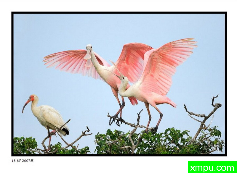 搏击Roseates二照片 - 大卫肖万张照片