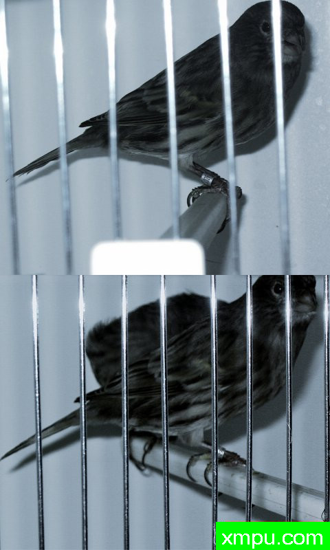 金丝雀--2010精品黑金丝--摄影师：德卡纳里斯摄影[法国]