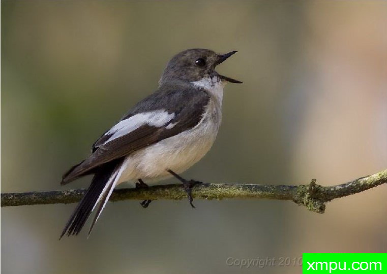 邦特--著名自然摄影师：菲利普Mineur [法国]