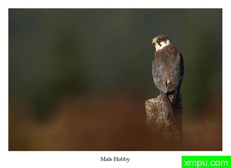 90度视线 ---著名荒野摄影师： 丹尼绿色摄影