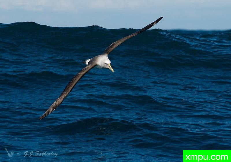 白皑皑的信天翁--著名荒野摄影师：杰拉德摄影