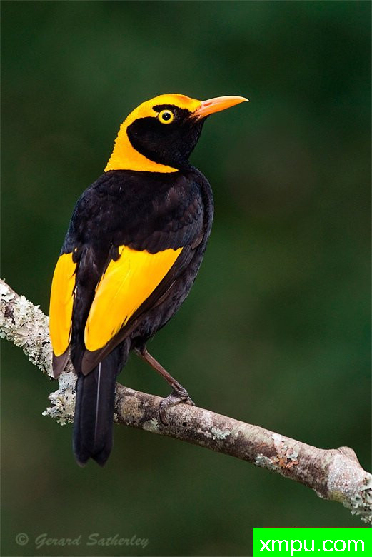 鲍尔伯德 --著名荒野摄影师：杰拉德摄影