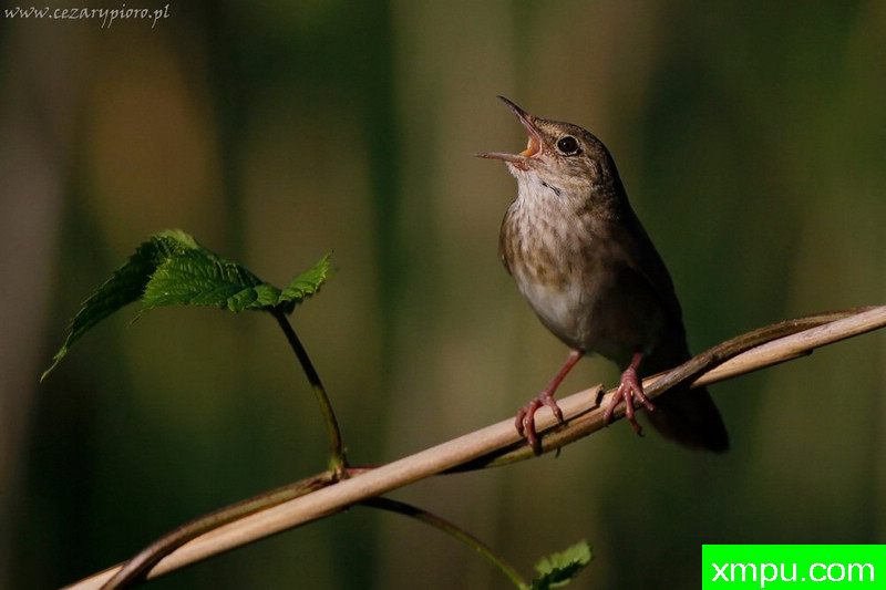 Strumieniówka---著名摄影师：Cezar摄影
