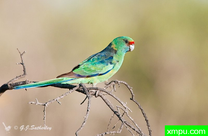 澳大利亚灵内克鹦鹉--著名荒野摄影师：杰拉德摄影