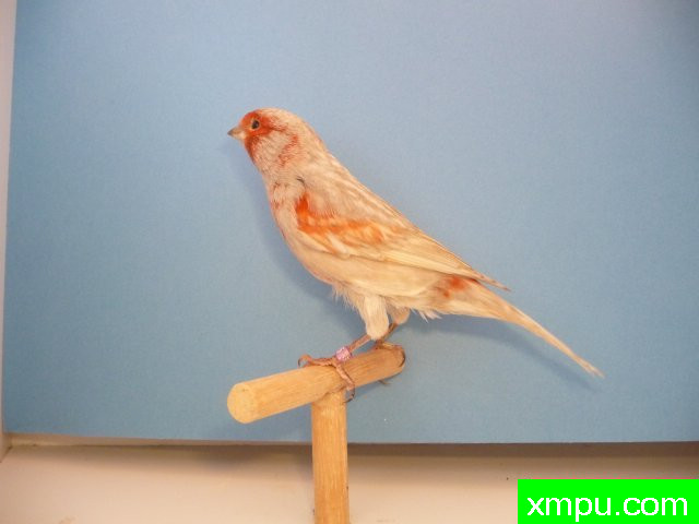 金丝雀  Noir艾尔斯格里斯mosaique胭脂2010年[品种：红蛇纹]---