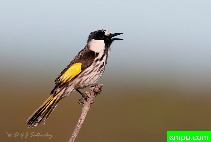 白颊哈尼伊特尔 --著名荒野摄影师：杰拉德摄影