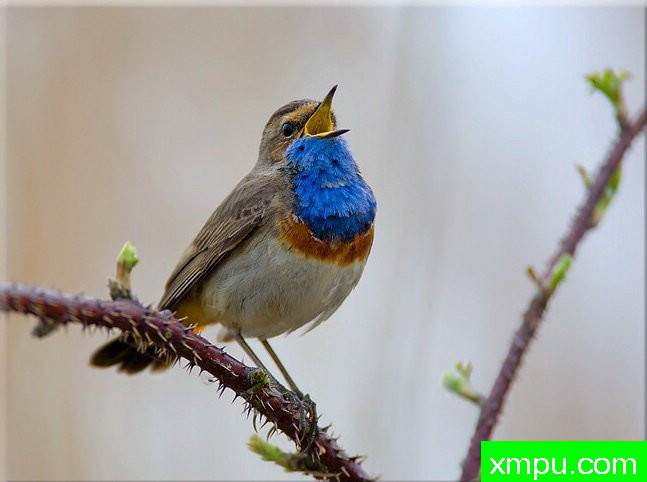 蓝点颏--著名摄影师：菲利普Mineur [法国]