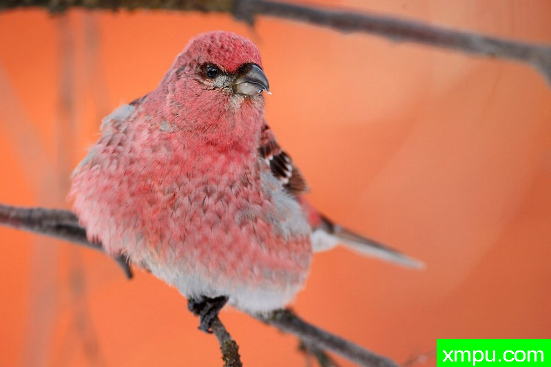 穿山甲（pinicola enucleator---著名摄影师：Cezar摄影