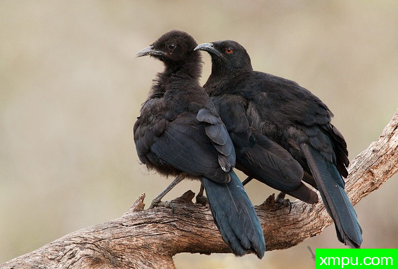 白翅红嘴山鸦--著名荒野摄影师：杰拉德摄影
