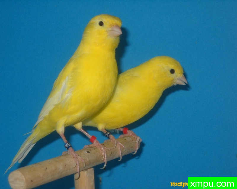 金丝雀-男性jaune intensif porteur lutino ---著名摄影师：mapa